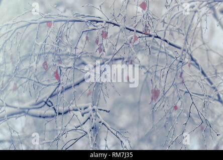 Winter schneit, Filialen mit Herbst Blätter mit Schnee bedeckte. Snow drop auf Blätter in Moskau, Russland. Stockfoto