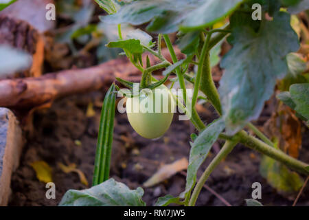 Makroaufnahme der grünen Tomaten in einem Garten. Stockfoto