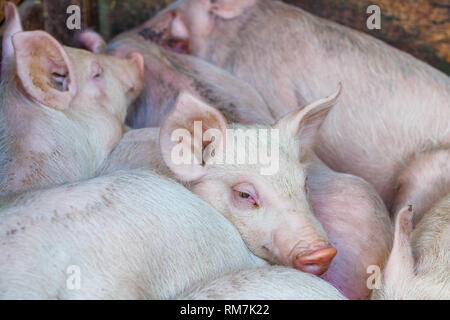 Rosa Ferkel auf einander, Pig Farm Stockfoto