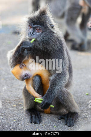 Versilbert blatt Affe mit seinen orangefarbenen baby Malaysia Stockfoto