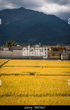 Traditionelle Bai Häuser und Reisfelder, xizhou Dorf, Provinz Yunnan, China Stockfoto