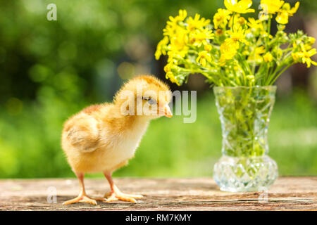 Ein kleines braunes Huhn steht auf einem Holz- Hintergrund, die von einer natürlichen grünen Hintergrund gefolgt Stockfoto