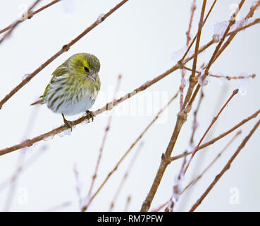 Weibliche eurasian siskin Vogel saß auf dem Ast eines verschneiten Baum Stockfoto