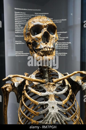 Skelett des Homo neanderthalensis im Naturhistorischen Museum in Wien, Österreich Stockfoto