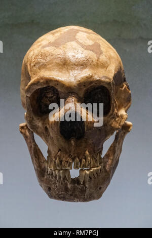 Der Schädel des Homo neanderthalensis im Naturhistorischen Museum in Wien, Österreich Stockfoto