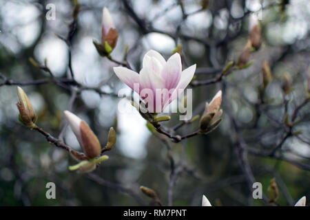 Magnolia Blumen closeup. 'Magnolia × soulangeana' (Untertasse Magnolia). Stockfoto