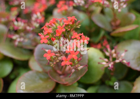 Kalanchoe blossfeldiana Poelln, flammenden Katy, Weihnachten Kalanchoe. Stauden mit roten Blumen. Stockfoto