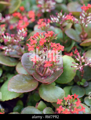 Kalanchoe blossfeldiana Poelln, flammenden Katy, Weihnachten Kalanchoe. Stauden mit roten Blumen. Stockfoto