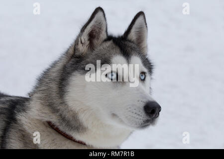 Süße sibirische Husky auf einem Hintergrund von weißen Schnee. Heimtiere. Reinrassigen Hund. Stockfoto