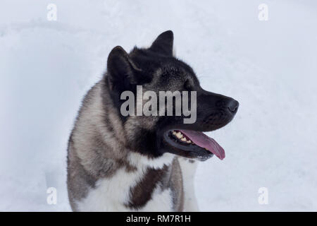 Cute American Akita steht auf einem weißen Schnee. Grosser Japanischer Hund. Heimtiere. Reinrassigen Hund. Stockfoto