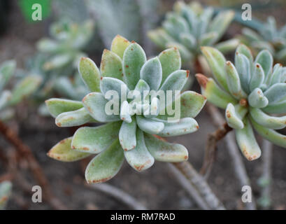 Sukkulente Pflanze "Echeveria setosa Rose & Purpus' (Mexikanische Feuerwerkskörper). Stockfoto