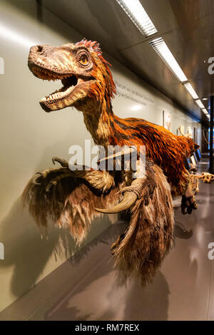 Rekonstruktion des gefiederten Dinosauriers Deinonychus im Naturhistorischen Museum Wien, Österreich Stockfoto