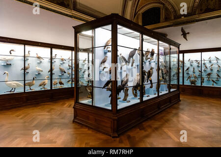 Ornithologische Anzeige am Naturhistorischen Museum Wien, Österreich Stockfoto