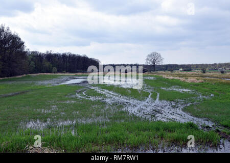 Überschwemmte Feld auf 'Grady odrzanskie' - Odra River in der Nähe von Breslau. Natur Schutzgebiete "Natura 2000". Dolnoslaskie, Polen. Stockfoto