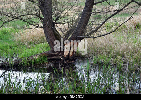 Bäume zerbissen durch Biber, Grady odrzanskie' - Odra River in der Nähe von Breslau. Natur Schutzgebiete "Natura 2000". Dolnoslaskie, Polen. Stockfoto