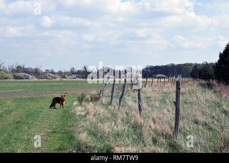 Junge 'Alte Deutsche Schäferhund" (Langhaarigen) Hund, laufen auf der Wiese. Hund im Portrait. Stockfoto