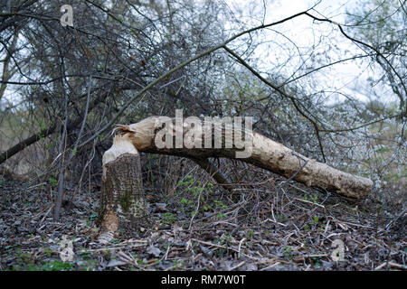 Bäume von Biber gefallen. Bäume trunk Zerbissen von Castor. Polen Stockfoto