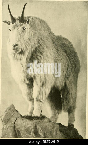 . Jahresbericht - New York Zoological Society. Zoologie. ROCKY JiIOUNTAIN Ziege getötet im SPILLAMACHENE TAL, südlich von Golden, British Columbia, November, ich 903 Gesamtlänge mit Schwanz, folgenden Windungen von Körper, 73 Zoll; Schwanz, 7 Zoll; die hinteren Fuß, 12 Zoll-Seiten - Höhe an den Schultern, 41 Zoll; für Messungen nach der Montage berücksichtigt. Auf Ausstellung im American Museum of Natural History. Bitte beachten Sie, dass diese Bilder aus gescannten Seite Bilder, die digital für die Lesbarkeit verbessert haben mögen - Färbung und Aussehen dieser Abbildungen können nicht perfekt die Origina ähneln extrahiert werden Stockfoto