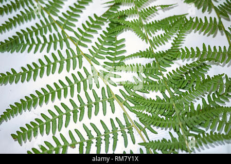 Athyrium filix-femina Farnblätter still life Stockfoto