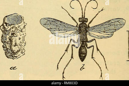 . Jahresbericht einschließlich eines Berichts der Insekten von New Jersey, 1909. 6 y 2 BERICHT DER NEW JERSEY STATE MUSEUM. V. diabolica Sauss. Im gesamten Staat, mehr oder weniger gemeinsame alle Jahreszeit; macht einen unterirdischen Nest. V. germanica Fab. Während des Zustandes der ganzen Saison und vielleicht die meisten der kleineren gelben Jacken; Nester in hohle Baumstämme, unter Boards und mehr selten U-Bahn. V. infernalis Sauss. New Jersey (Ashm). V. maculata Linn. Gemeinsame überall im ganzen Bundesstaat. Es ist die große weiße-faced Wasp, macht die kugelförmigen "Hornissen Nester", Buchsen angeschlossen Stockfoto