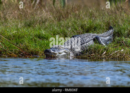 American alligator in den Wilden Stockfoto