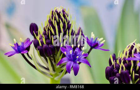 Scilla rubro" Karibische Juwelen Saphir Blau' Stockfoto