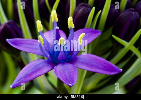 Scilla rubro" Karibische Juwelen Saphir Blau' Stockfoto