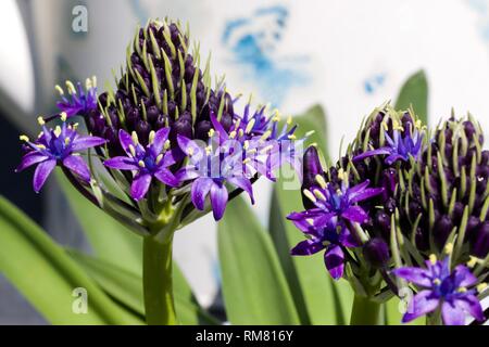 Scilla rubro" Karibische Juwelen Saphir Blau' Stockfoto