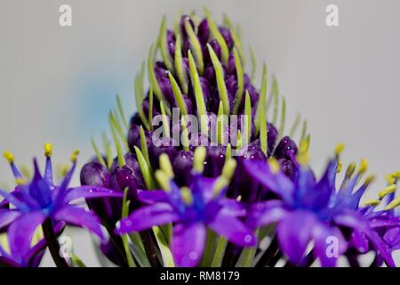 Scilla rubro" Karibische Juwelen Saphir Blau' Stockfoto