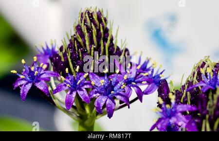 Scilla rubro" Karibische Juwelen Saphir Blau' Stockfoto