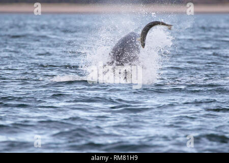 Großer Tümmler (Tursiops truncatus) Jagen/Jagd ein Lachs in den Moray Firth, Chanonry Point, Schottland, Großbritannien Stockfoto