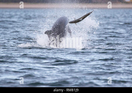 Großer Tümmler (Tursiops truncatus) Jagen/Jagd ein Lachs in den Moray Firth, Chanonry Point, Schottland, Großbritannien Stockfoto