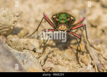 Green tiger beetle Cicindela campestris in der Tschechischen Republik Stockfoto