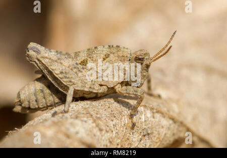 Grasshopper Tetrix undulata auf Blatt in der Tschechischen Republik Stockfoto