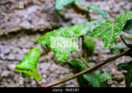 Natur, Umwelt, Parks und Gärten Konzept: wunderschöne grüne Efeu Blätter auf einer Steinmauer und Regentropfen. Stockfoto