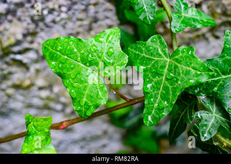 Natur, Umwelt, Parks und Gärten Konzept: wunderschöne grüne Efeu Blätter auf einer Steinmauer und Regentropfen. Stockfoto