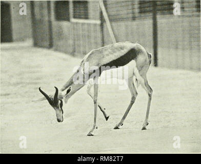 . Jahresbericht - New York Zoological Society. Zoologie. 19. JAHRESBERICHT 71. Springbock, aber schwer fassbaren Anthropoiden, markiert ein wichtiges Ereignis in der Geschichte der amerikanischen zoologischen Sammlungen. In der Ausstellung wurden fast fünf Monate, unsere Gorilla hat eine Aufzeichnung für seine Arten in der Neuen Welt etabliert. Aber zwei Exemplare hatte jemals Vorjahr waren in den Vereinigten Staaten angekommen. Eine, nur für Kleinkinder, die noch nie ausgestellt war, lebte aber drei Tage. Die zweite Probe, die in den Park 1912 ausgestellt war, überlebte aber zehn Tage. Das vorliegende Exemplar ist außergewöhnlich gut im Vergleich mit der y Stockfoto