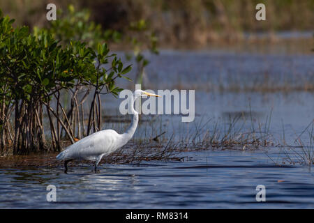 Silberreiher stehend im Wasser nach Nahrung suchen Stockfoto