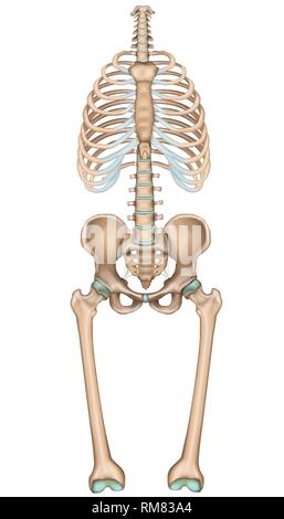 Anatomie Becken und Thorax, medizinische Vector Illustration auf weißem Hintergrund Stock Vektor