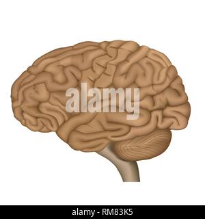 Die menschliche Anatomie des Gehirns 3d Vektor Illustration auf weißem Hintergrund Stock Vektor