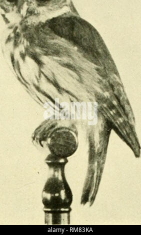 . Jahresbericht - New York Zoological Society. Zoologie. 11. JAHRESBERICHT. 191> y:? Iif. Eisenhaltige PIGMY EULE. Gruppe XI - PYGMY EULEN, Glaucidiuiii. Diese Gruppe von kleinen Eulen ist uns unbekannt im Osten, obwohl, wie eine Gattung, ist es weit verbreitet, in Europa und in einer Reihe von Arten, die in Asien, Afrika, und Südamerika. Der Sperlingskauz, Glaucidium gnoma Wagl., bewohnt die Bergwelt der Rocky Mountains von British Columbia südlich in Mexiko, während eine dunklere Unterart lebt in den feuchten Coast Region. Neben einer Form bewohnen die Untere Kalifornien, gibt es einen südlichen Arten Stockfoto