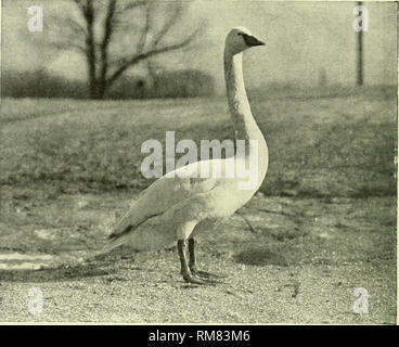 . Jahresbericht - New York Zoological Society. Zoologie. 174 NEW YORK ZOOLOGICAL SOCIETY. cSSL SWAN Keuchhusten BEWICK's Swan der Spielkunde und zwei Drittel der oberen Unterkiefer (unterhalb der Nase entlang den Seiten) sind leuchtend gelb gefärbt. Der Restbetrag der Rechnung wird schwarz. Obwohl in Farbe und Größe der Stummschalttaste und dem Keuchhusten Schwäne sehr ähnlich sind, gibt es eine sehr ausgeprägte Differenz zwischen der Textur der Schale der Eier der beiden Vögel; dass der Stummen, sehr grob körnig. Unter dem Mikroskop werden die spezifischen Unterschiede sind sehr deutlich. Im Allgemeinen ist die Verschachtelung Gewohnheiten von Stockfoto