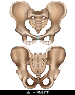Becken hip Abbildung Vorder- und Rückseite auf weißem Hintergrund Stock Vektor