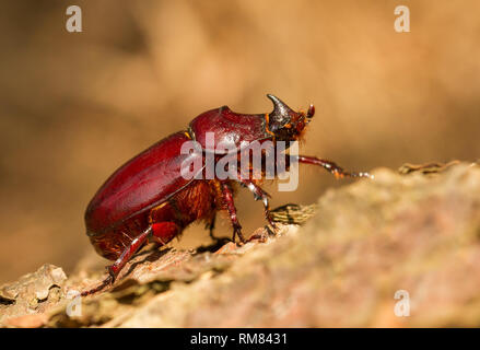 Europäische Nashorn Käfer Oryctes nasicornis weibliche in der Tschechischen Republik Stockfoto