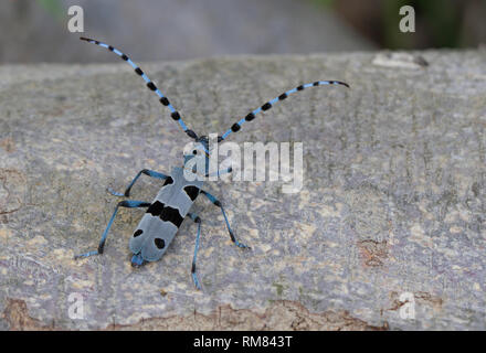 Alpenbocks, Rosalia alpina, in der Tschechischen Republik. Stockfoto