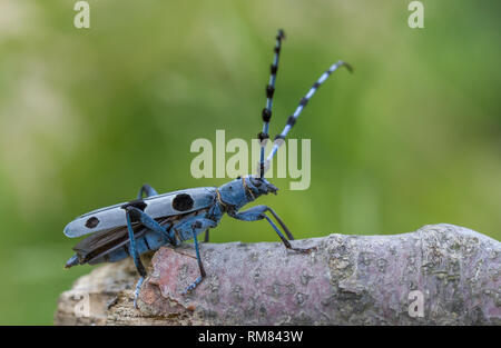 Alpenbocks, Rosalia alpina, in der Tschechischen Republik. Stockfoto