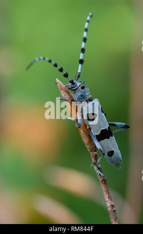 Alpenbocks, Rosalia alpina, in der Tschechischen Republik. Stockfoto