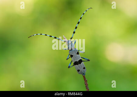 Alpenbocks, Rosalia alpina, in der Tschechischen Republik. Stockfoto