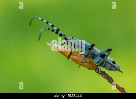 Alpenbocks, Rosalia alpina, in der Tschechischen Republik. Stockfoto