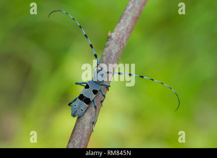 Alpenbocks, Rosalia alpina, in der Tschechischen Republik. Stockfoto